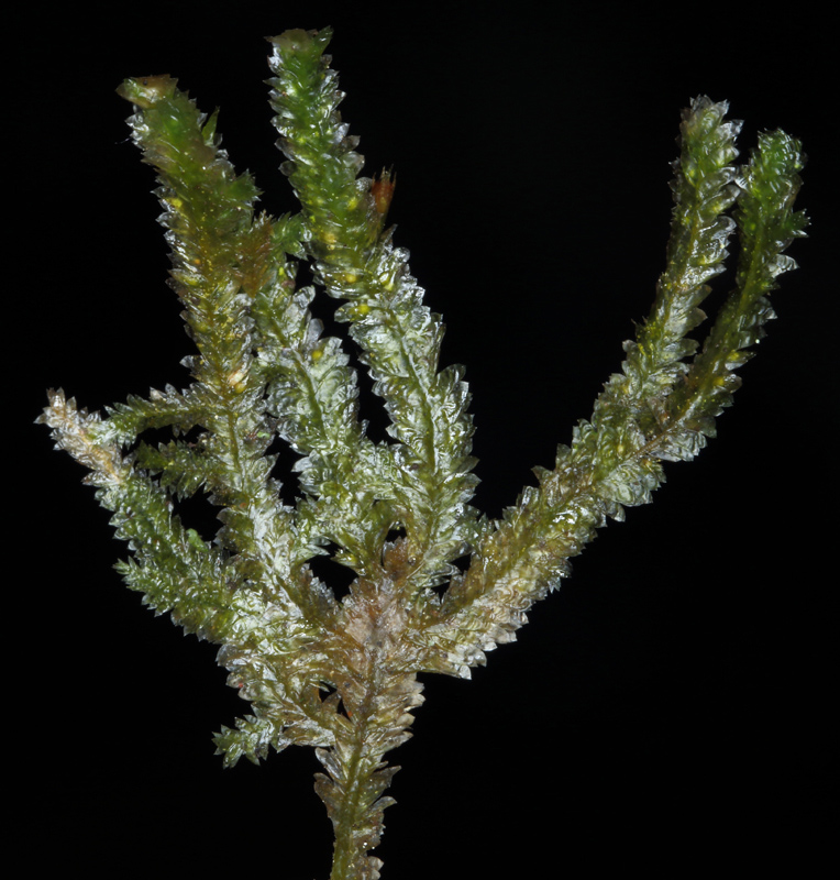 Neckera pennata